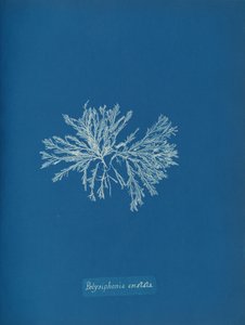 Polysiphonia cristata, ca. 1853 von Anna Atkins