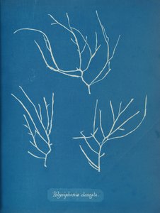 Polysiphonia elongata von Anna Atkins