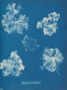 Polysiphonia fastigiata, ca. 1853 von Anna Atkins