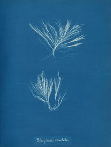 Polysiphonia urceolata, ca. 1853 von Anna Atkins