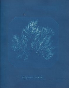 Polysiphonia violacea, ca. 1853