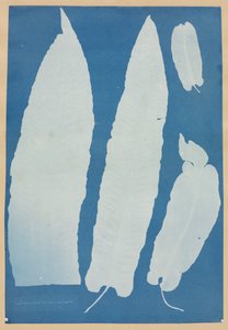 Scolopendrium Vulgare von Anna Atkins