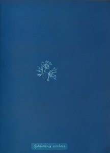 Sphacelaria cirrhosa, ca. 1853 von Anna Atkins