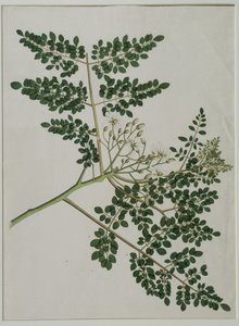 Moringa oleifera, auch Meerrettichbaum oder Trommelstockbaum genannt von Anna Maria Jones