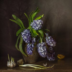 Rustikale Hyazinthen und Knoblauch von Anna Petina