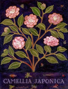 Kamelie von Anna Pugh
