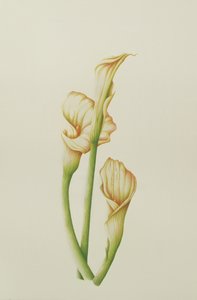 Aronstab, 2001