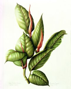 Gummibaum, 1999 von Annabel Barrett