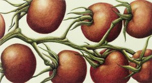 Tomatenranke, 1999