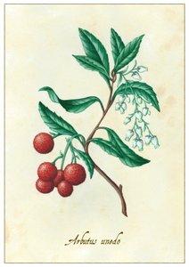 Arbutus unedo von Annalisa Morrocco