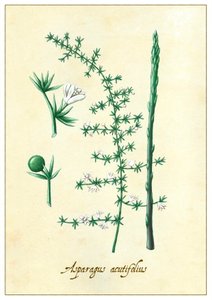 Asparagus acutifolius (2015) von Annalisa Morrocco