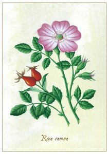 Hundsrose von Annalisa Morrocco