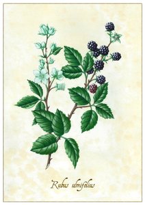 Rubus ulmifolius von Annalisa Morrocco