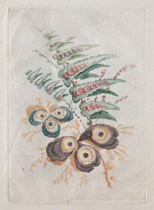 Neue Suite von Blumenportfolios ideal zum Entwerfen und Malen: Blumenfantasien, ca. 179 von Anne Allen