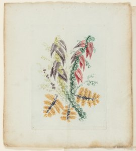 Platte, aus der neuen Suite von Notizbüchern mit idealen Blumen für den Gebrauch von Zeichnern und Malern