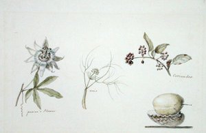 Leidenschaftsblume, Anis und Koriander von Anne Marguerite Hyde de Neuville