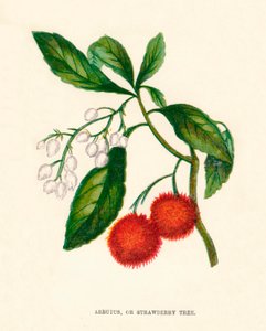 Arbutus oder Erdbeerbaum, um 1891, 1891