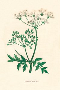 Gefleckter Schierling, um 1891