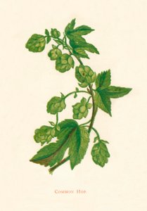 Gemeiner Hopfen, ca. 1891