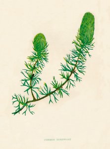 Gemeines Hornkraut, ca. 1891
