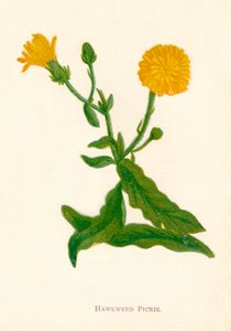 Habichtskraut Picris, ca. 1891