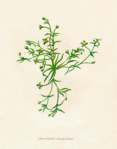 Niederliegendes Perlkraut, um 1891