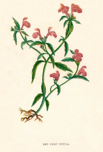 Roter Hanfnessel, um 1891