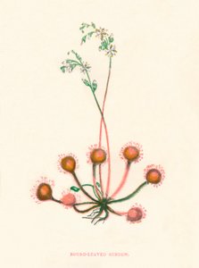 Rundblättriger Sonnentau, um 1891