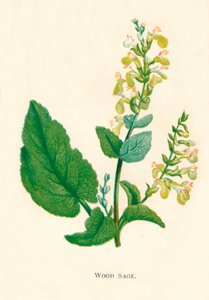 Wald-Salbei, ca. 1891