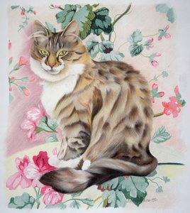 Langhaarige getigerte Katze von Anne Robinson
