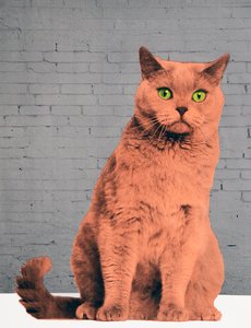 Jeder will eine Katze sein, 2017 von Anne Storno