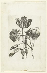 Nelke, Tulpe und Lilie von Anonymous