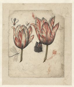 Blatt mit zwei Tulpen und einigen Insekten