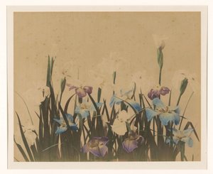 Blumenstillleben mit Iris von Anonymous