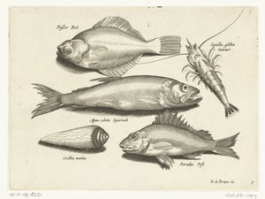 Butt, Garnele, Stint und Barsch (Libelivs varia Genera piscium complectens)