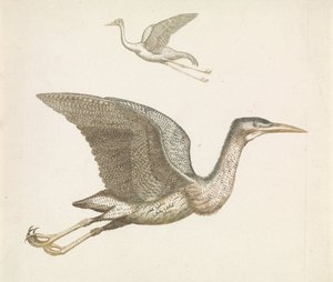 Oben ein fliegender Kranich und unten ein fliegender Rohrdommel