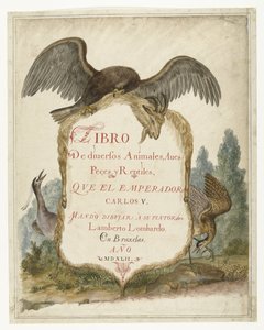 Kartusche gehalten von einem Steinadler, Nachtreiher und Rohrdommel (Lombard Album) von Anonymous