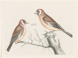 Distelfinken