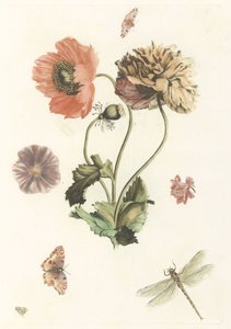 Drei Mohnblumen, zwei Schmetterlinge, eine Fliege und eine Libelle