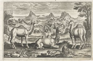 Dromedare und ein Kamel