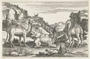 Dromedare und ein Kamel