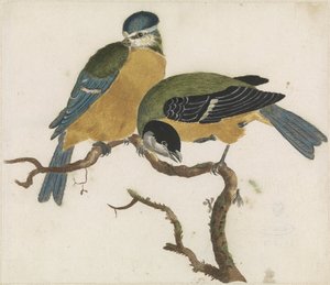 Eine Blaumeise und eine Kohlmeise auf einem Ast