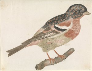 Ein Bergfink (Fringilla montifringilla) auf einem Ast nach rechts von Anonymous