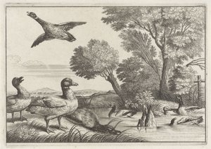 Enten (Verschiedene Vogelarten)