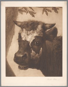 Detail von Die Stier (Paulus Potter) von Anonymous