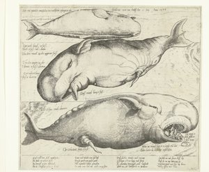Gestrandeter Wal bei Antwerpen, 1577
