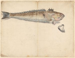 Großer Petermännchen (Trachinus Draco) von Anonymous