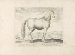 Hengst aus Anatolien (Pferderassen aus den königlichen Ställen von Don Juan von Österreich) von Anonymous