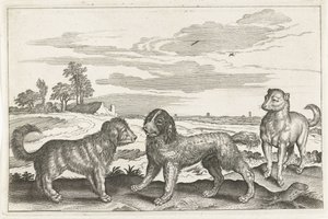 Hunde von Anonymous