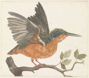 Eisvogel auf einem Ast